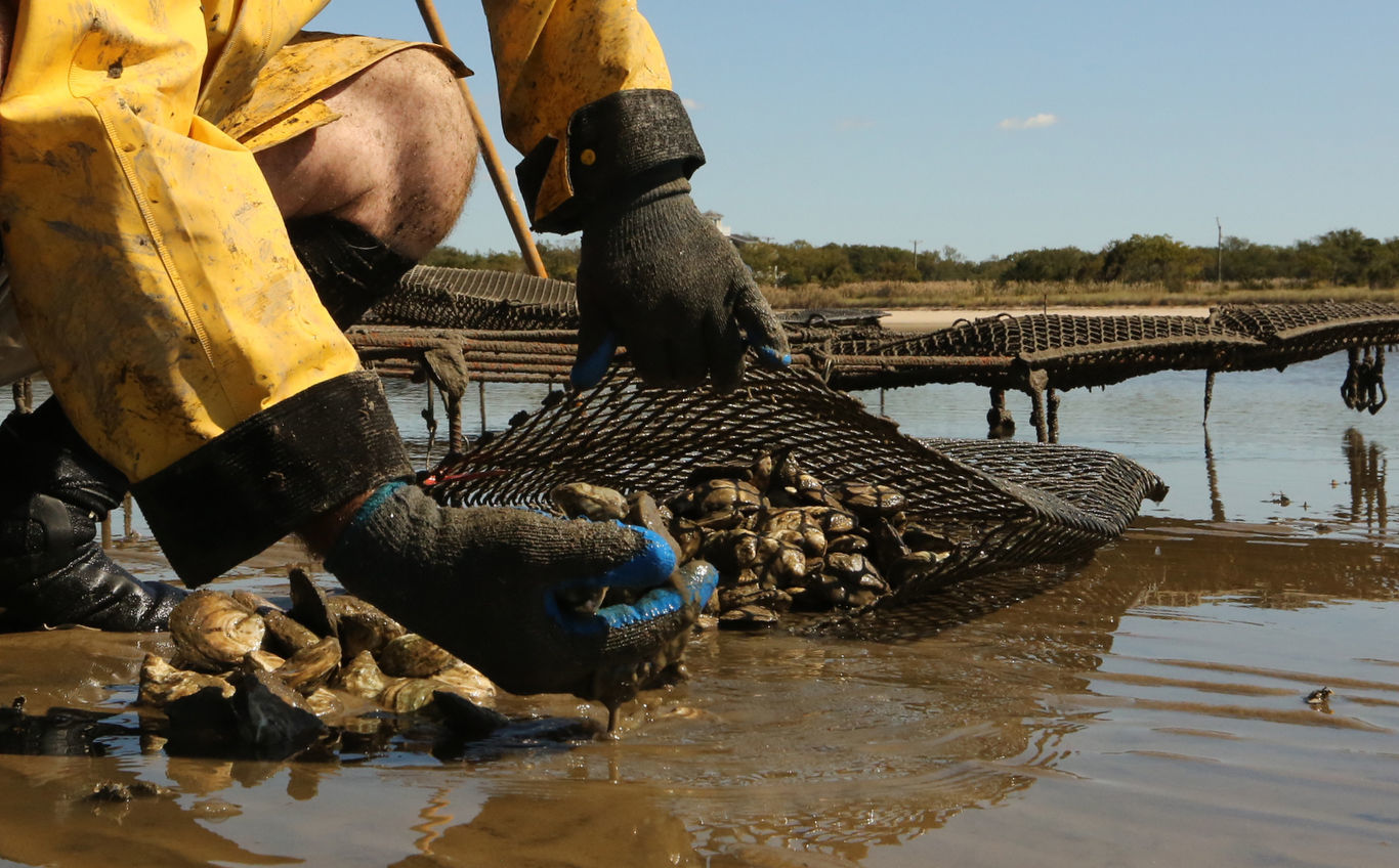 Delaware Bay Oyster Farming